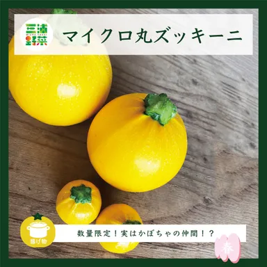 マイクロ丸ズッキーニ