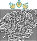 QOL納豆菌の電子顕微鏡写真