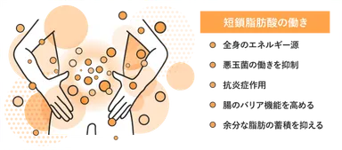 短鎖脂肪酸の働き