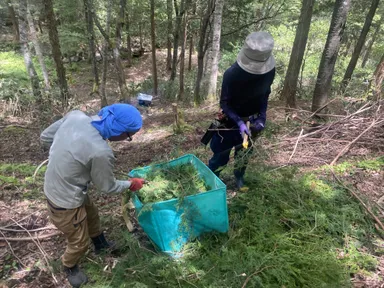 山で仕分け作業