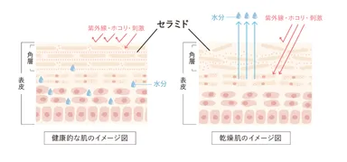 セラミドとは