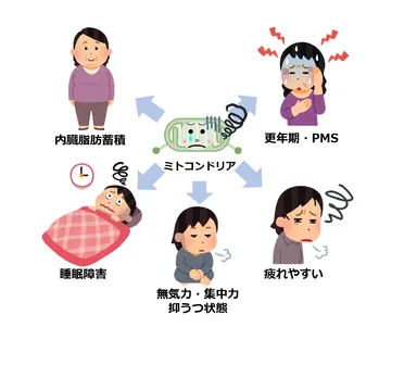 ミトコンドリアの減少と機能低下によって生じる不調例