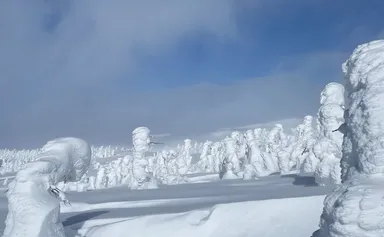 秋田八幡平の樹氷原