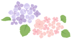 紫陽花イメージイラスト