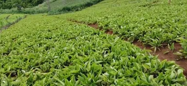 クラチャイダム(ブラックジンジャー)は、古くからタイ王国で愛されてきた漢方薬の一種です