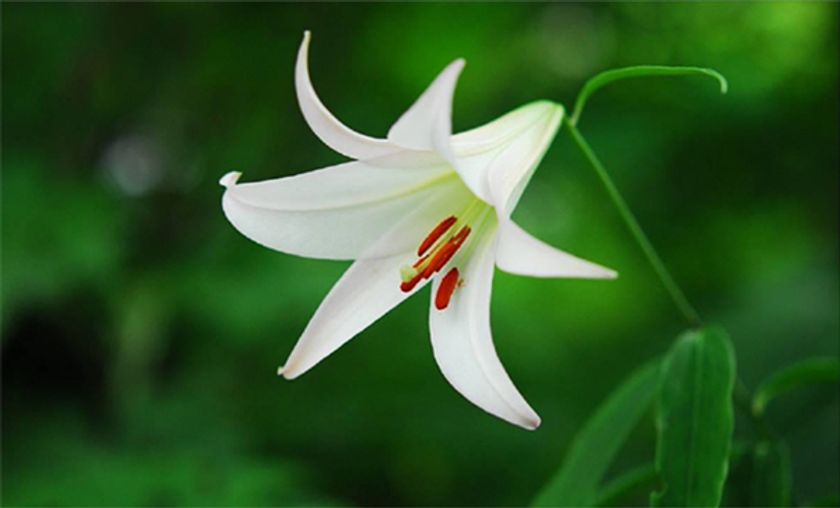 六甲高山植物園 日本の里山に咲く固有種
ササユリが咲きました！