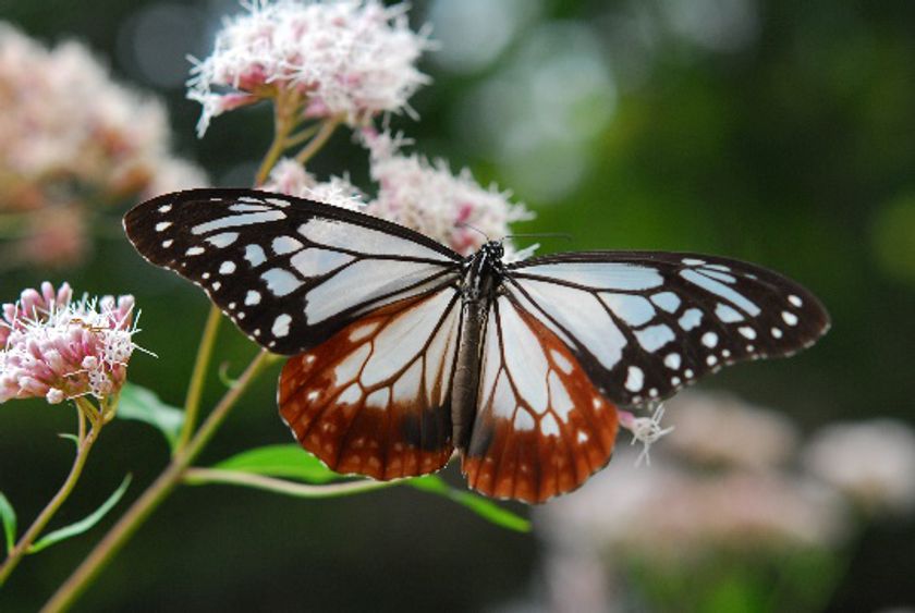 六甲高山植物園 × 伊丹市昆虫館
夏休みイベント 「しょくぶつ と むし」
7／16(土)～9／25(日) 開催！