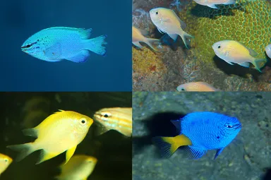 小さな輝きの新世海 「きらめく珊瑚礁の魚たち」 2022年7月9日(土)より 小さな輝きの新世海 「きらめく珊瑚礁の魚たち」 2022年7月9日(土)より