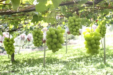 シャインマスカット