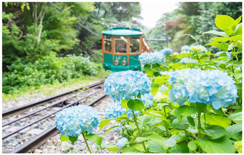 六甲ケーブル 沿線に連なるROKKO BLUE
6月から7月にかけて2,500株が順次見頃を迎えます