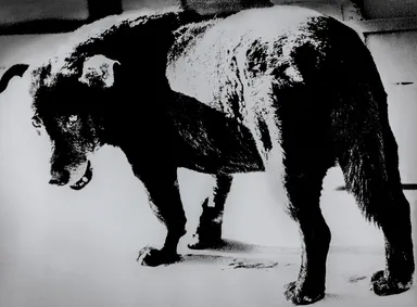 森山大道 《青森・三沢》 1971年 (C)Daido Moriyama Photo Foundation
