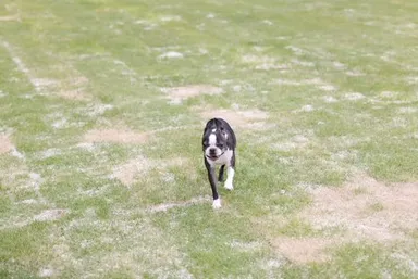 BBQ会場の横にはドッグランも併設