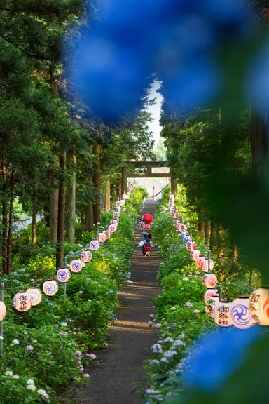 鹿沼の魅力の例(2)鹿沼市磯山神社のあじさい祭り