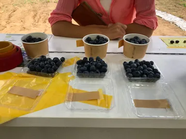 ブルーベリー(2)