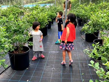 ブルーベリー狩り！