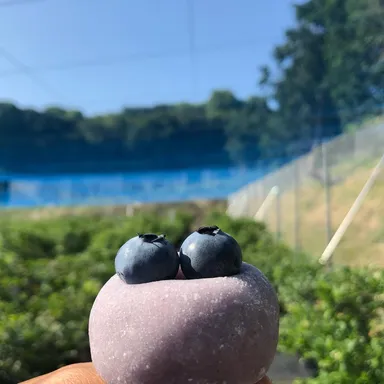 ブルーベリー大福(1)