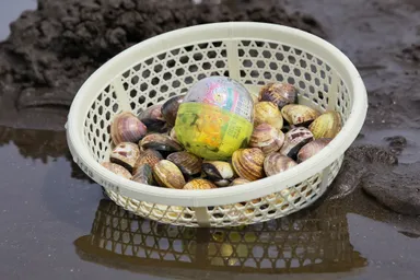 ザルと貝とカプセル