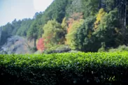 自然豊かな吉野ではぐくまれた茶の木