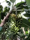 こだわりの園内産完熟バナナ