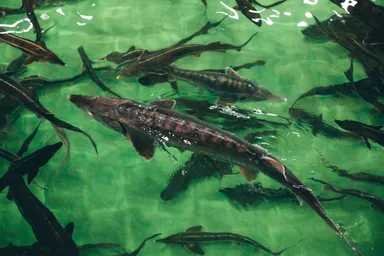 はじめてのキッシュ2