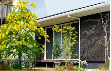 黄色の花が満開のミモザ