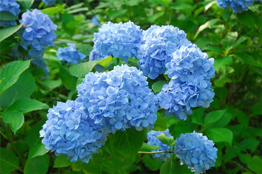 六甲高山植物園 鮮やかな六甲ブルー
牧野富太郎が命名したヒメアジサイが見頃