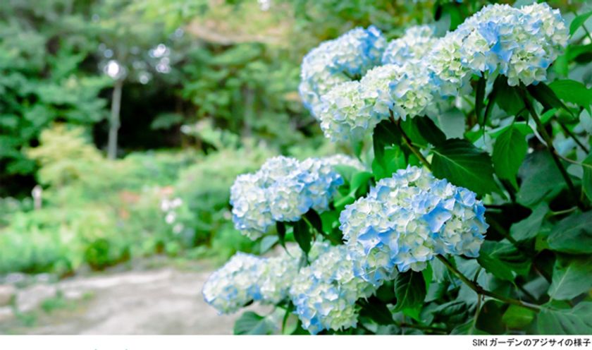 ROKKO森の音ミュージアム 避暑地のナチュラルガーデン
市街地より一足遅れでアジサイとユリが花盛り