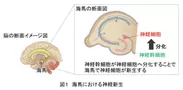 図1　海馬における神経新生