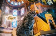 トルコの猫写真
