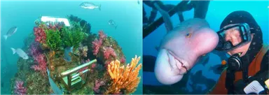 海底神社／コブダイ頼子