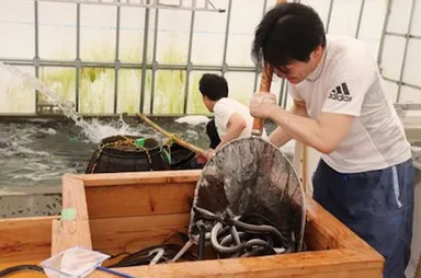 うなぎの池揚げ