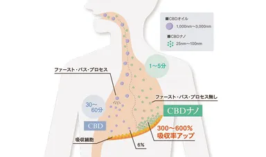 従来のCBDに対して、吸収率最大600％アップ