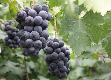 ニューピオーネ