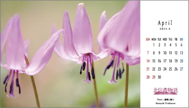 (4月)北信濃の輝きを写しています