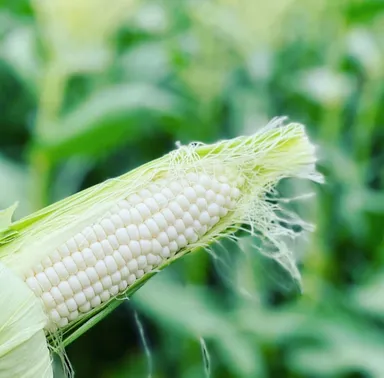 ホワイトコーン
