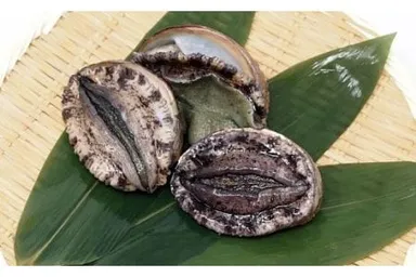 淡路島産黒アワビ