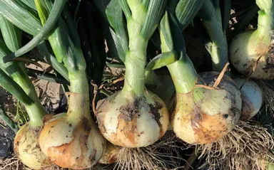 淡路島たまねぎ