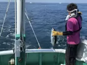 すさみ町の伝統漁法「ケンケン漁」