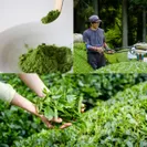 春収穫の一番茶使用