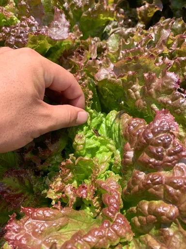 規格外サニーレタス