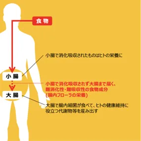 ルミナコイド説明1