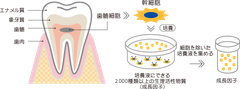 ヒト乳歯幹細胞培養上清液