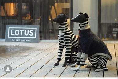 ワンキャンプでも他の人や犬を気にしなくて良いので安心です。テントも一緒に泊まれます。