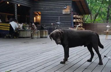 ワンちゃんも安心してくつろいでいます。