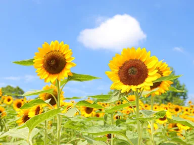 ヒマワリ-サンリッチオレンジ