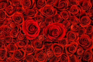 「108本のバラ」の意味・由来