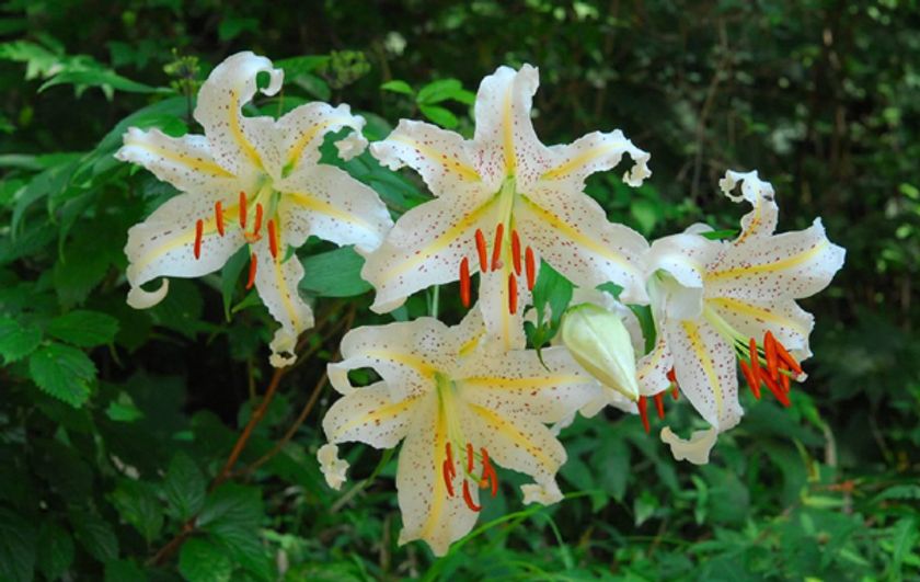 六甲高山植物園
カサブランカのもとになった日本固有種
ユリの女王 ヤマユリが見頃です！
