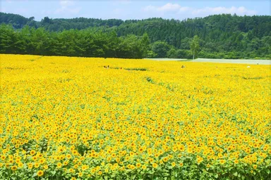 山の楽校 ひまわり畑とそば畑(2019年8月撮影)
