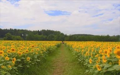 山の楽校 ひまわり畑(2019年8月撮影)