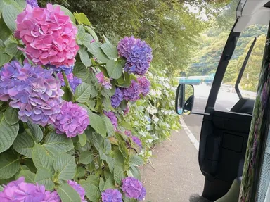 ガイドコースに咲く紫陽花